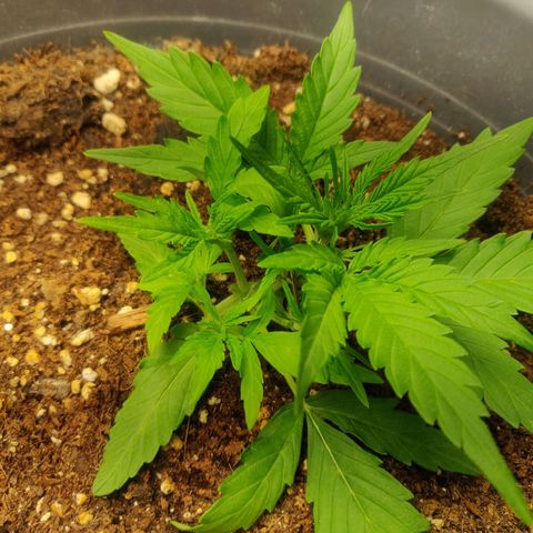 Dark Devil Auto (Done) growlog timeline photo