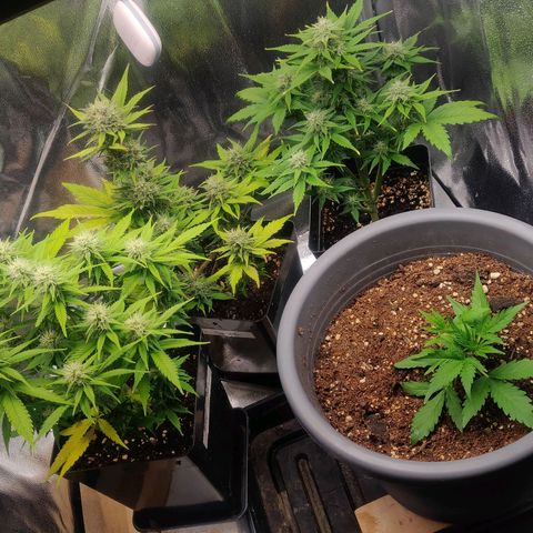 Dark Devil Auto (Done) growlog timeline photo