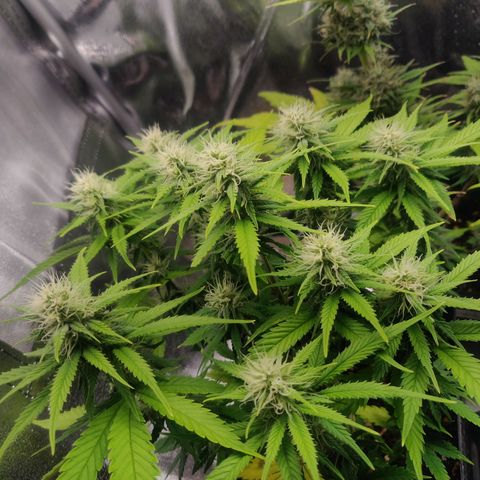 Dark Devil Auto (Done) growlog timeline photo