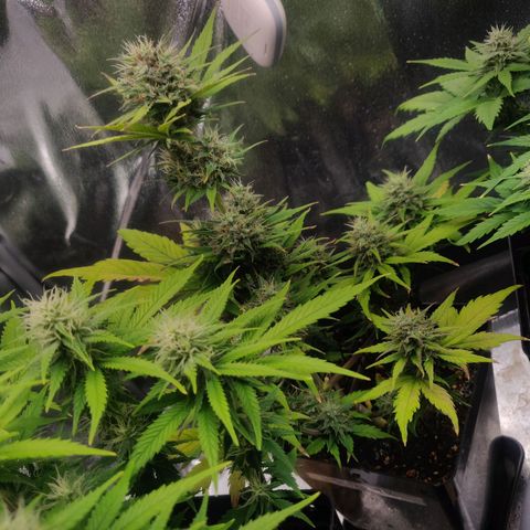 Dark Devil Auto (Done) growlog timeline photo