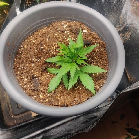 Dark Devil Auto (Done) growlog timeline photo