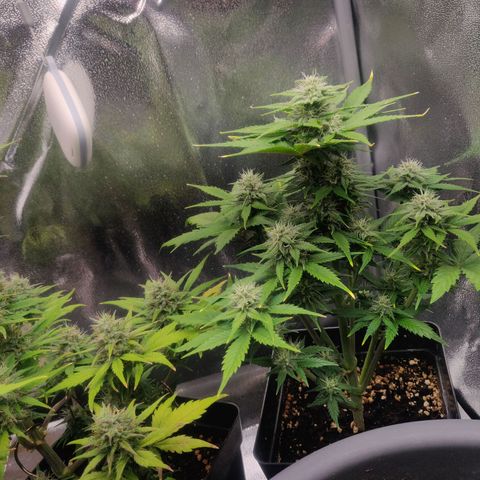 Dark Devil Auto (Done) growlog timeline photo
