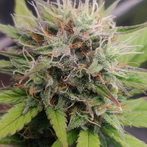 Dark Devil Auto (Done) growlog timeline photo