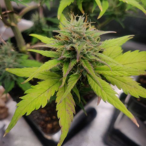 Dark Devil Auto (Done) growlog timeline photo