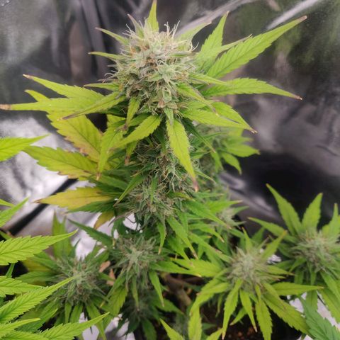 Dark Devil Auto (Done) growlog timeline photo