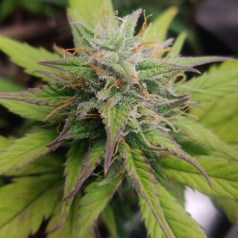 Dark Devil Auto (Done) growlog timeline photo