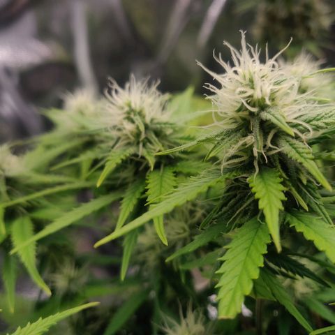 Amnesia Haze (Done) growlog timeline photo