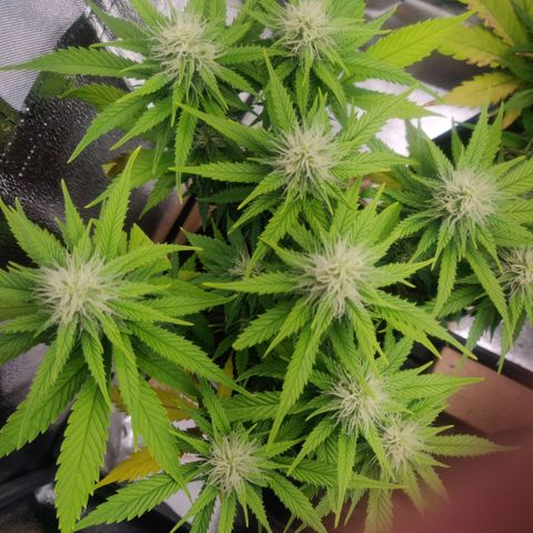 Amnesia Haze (Done) growlog timeline photo