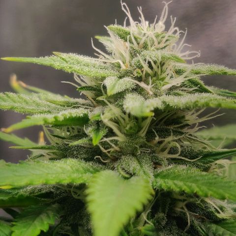 Blue Dream Matic (Done) growlog timeline photo