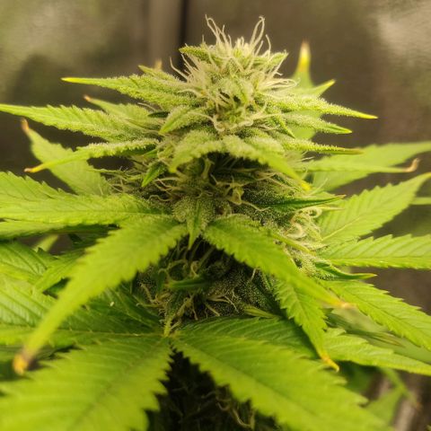 Blue Dream Matic (Done) growlog timeline photo