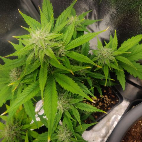 Blue Dream Matic (Done) growlog timeline photo