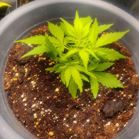 Blueberry Automatic (Done) growlog timeline photo