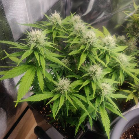 Amnesia Haze (Done) growlog timeline photo