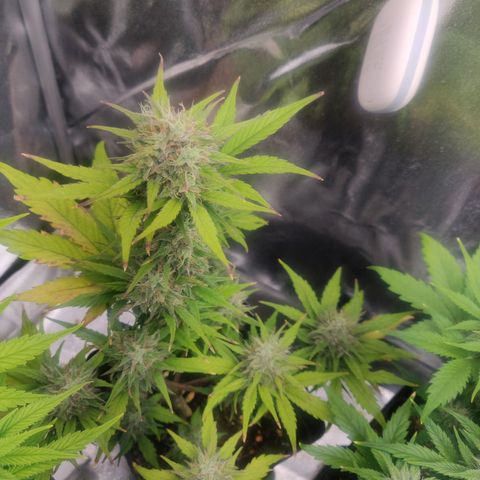 Dark Devil Auto (Done) growlog timeline photo