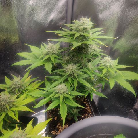 Blue Dream Matic (Done) growlog timeline photo