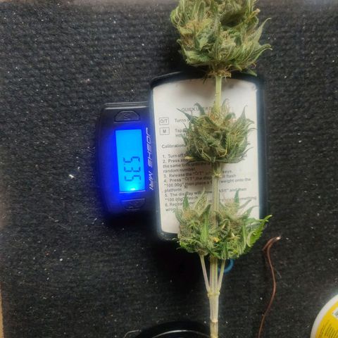 Pink Rozay Automatic (Done) growlog timeline photo