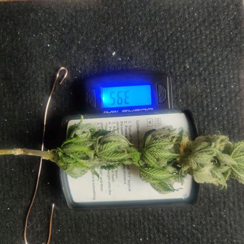 Green-O-Matic (Done) growlog timeline photo