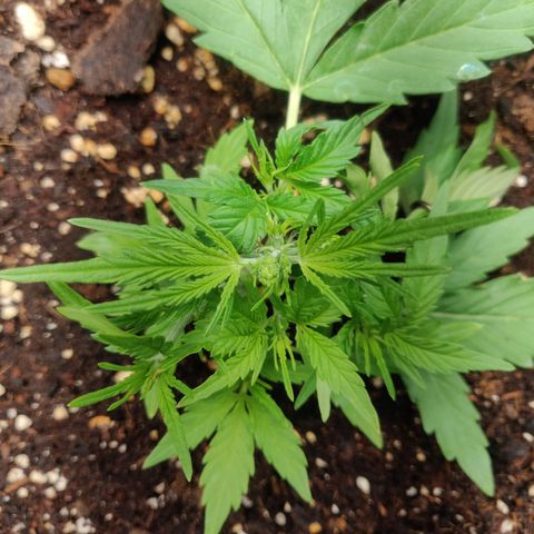 Blueberry Automatic (Done) growlog timeline photo