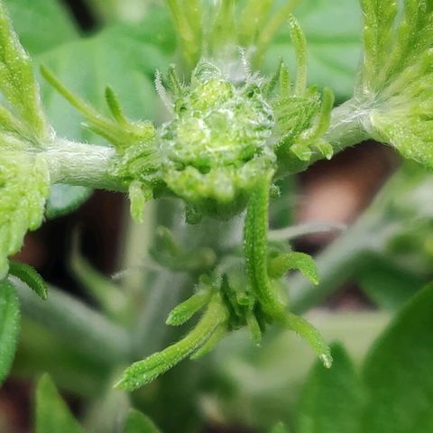 Blueberry Automatic (Done) growlog timeline photo