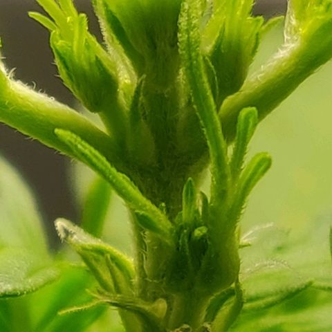 Blueberry Automatic (Done) growlog timeline photo