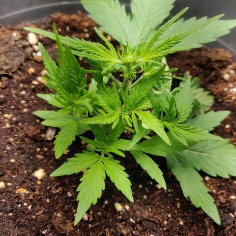 Blueberry Automatic (Done) growlog timeline photo