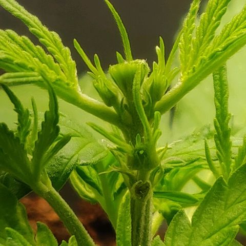 Blueberry Automatic (Done) growlog timeline photo