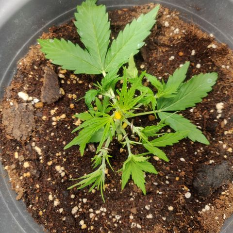 Blueberry Automatic (Done) growlog timeline photo