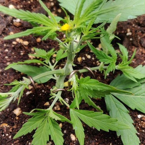 Blueberry Automatic (Done) growlog timeline photo