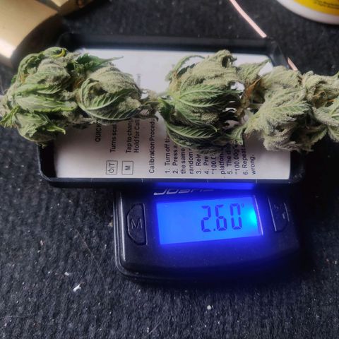 Green-O-Matic (Done) growlog timeline photo