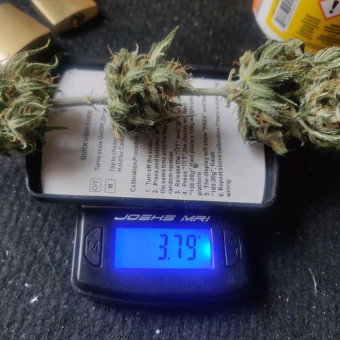Pink Rozay Automatic (Done) growlog timeline photo