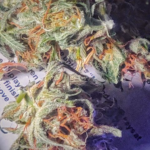 Pink Rozay Automatic (Done) growlog photo: Trim before Cure