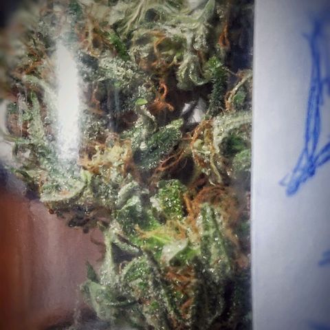 Pink Rozay Automatic (Done) growlog photo: Trim before Cure