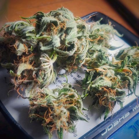 Pink Rozay Automatic (Done) growlog photo: Trim before Cure