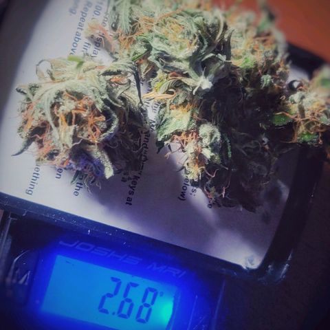 Pink Rozay Automatic (Done) growlog photo: Trim before Cure