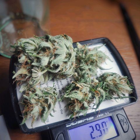 Pink Rozay Automatic (Done) growlog photo: Trim before Cure