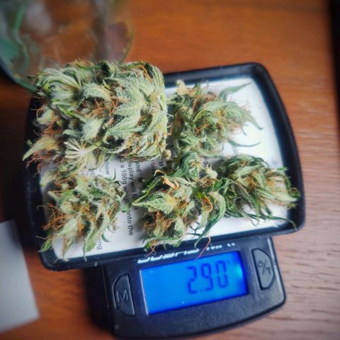 Pink Rozay Automatic (Done) growlog photo: Trim before Cure
