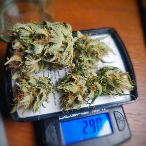 Pink Rozay Automatic (Done) growlog photo: Trim before Cure