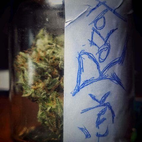 Pink Rozay Automatic (Done) growlog photo: Trim before Cure