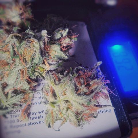 Pink Rozay Automatic (Done) growlog photo: Trim before Cure