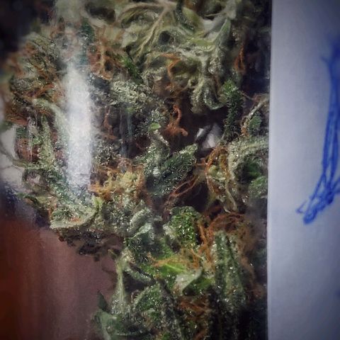 Pink Rozay Automatic (Done) growlog photo: Trim before Cure