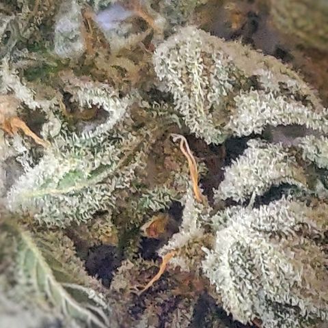 Green-O-Matic (Done) growlog timeline photo