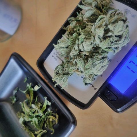 Green-O-Matic (Done) growlog timeline photo