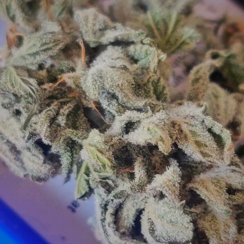 Green-O-Matic (Done) growlog timeline photo