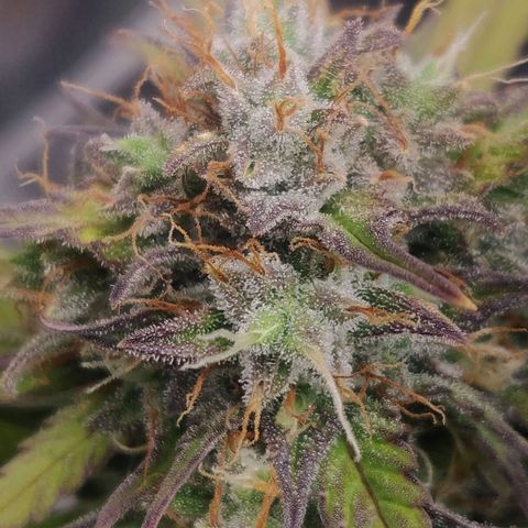 Dark Devil Auto (Done) growlog timeline photo