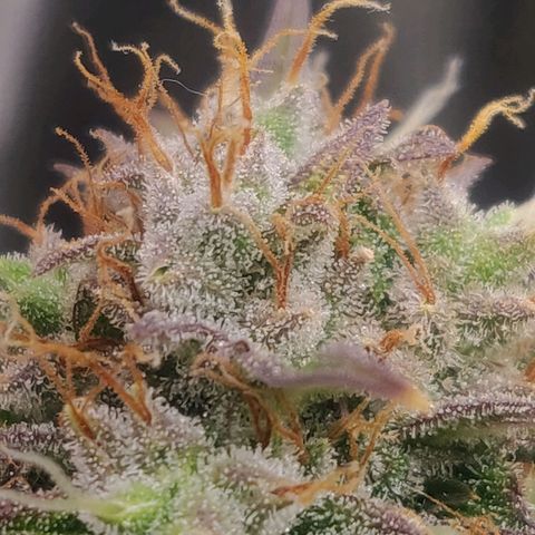 Dark Devil Auto (Done) growlog timeline photo