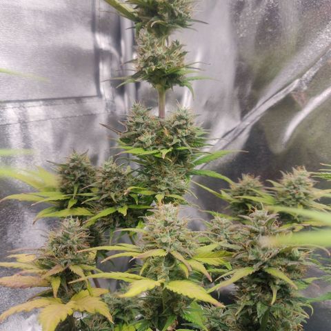 Dark Devil Auto (Done) growlog timeline photo