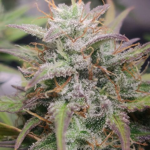 Dark Devil Auto (Done) growlog timeline photo