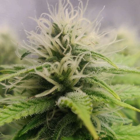 Amnesia Haze (Done) growlog timeline photo