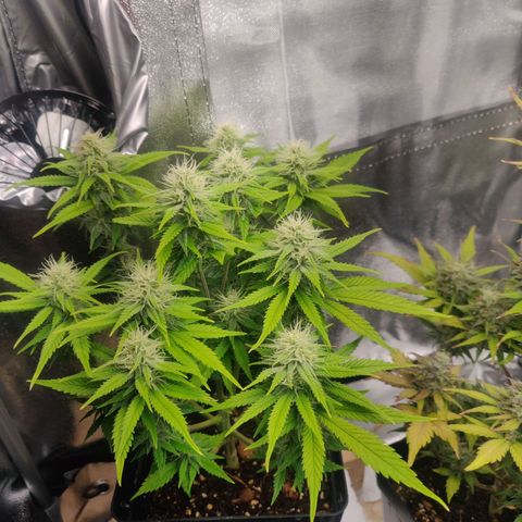 Amnesia Haze (Done) growlog timeline photo