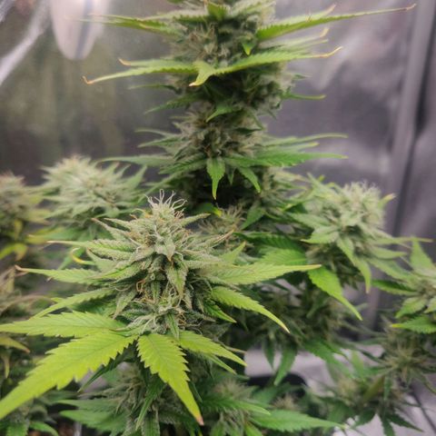 Blue Dream Matic (Done) growlog timeline photo